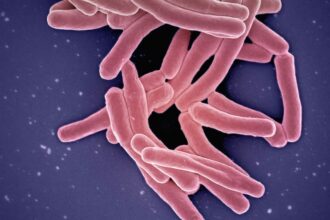 The Gut Microbiome Diet: A Key to Healthy Aging
