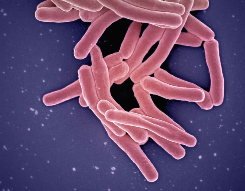 The Gut Microbiome Diet: A Key to Healthy Aging