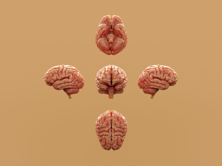 Boosting Brain Power: The Link Between Exercise and Neurogenesis