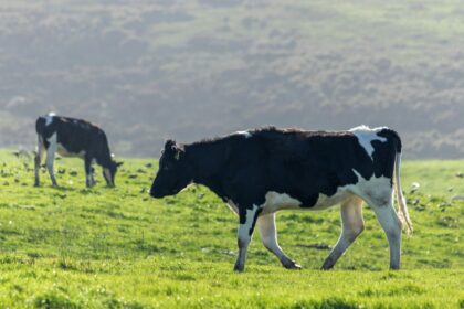 The Dairy Longevity Debate: Fact or Fiction?