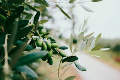 Unlocking Olive Oil’s Anti-Aging Benefits