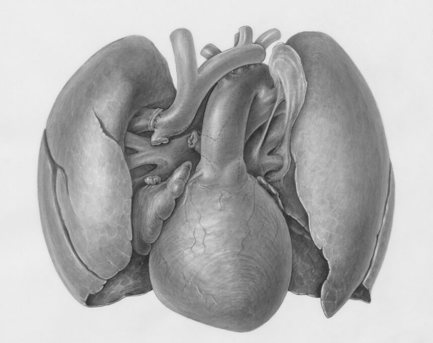 Optimizing Liver Health for Longevity