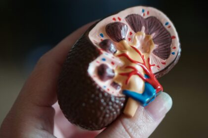 Maintaining Kidney Health as You Age