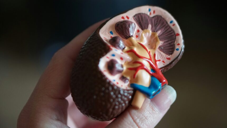 Maintaining Kidney Health as You Age