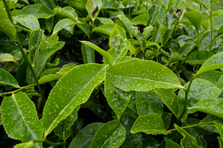 The Longevity Benefits of Green Tea