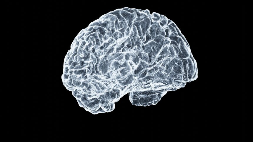 Berries: A Brain-Boosting Defense Against Aging