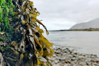 The Secret of Longevity: Seaweed’s Role in Japanese Aging