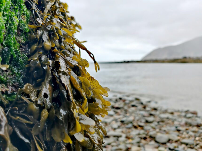 The Secret of Longevity: Seaweed’s Role in Japanese Aging