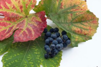 Uncovering the Longevity Benefits of Resveratrol