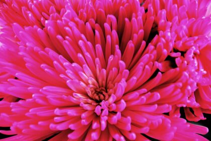 Longevity and Social Connection: The Key to a Fulfilling Life