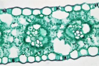 Revolutionizing Anti-Aging with Stem Cells